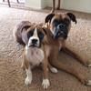 2boxers2love